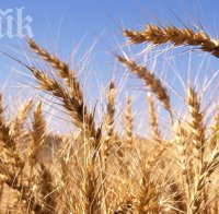 Земеделците очакват по-ниски добиви на зърно, лозарите са оптимисти