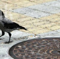 Вижте как гениална врана подрежда пъзел (видео)