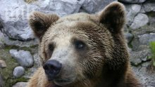 Високите температури събудиха мечките от кюстендилския зоопарк
