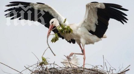 първият щъркел дойде българия