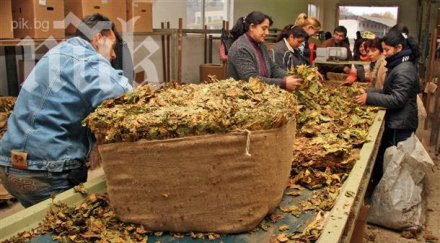тютюнопроизводителите получават минимална помощ