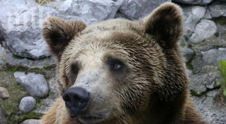 високите температури събудиха мечките кюстендилския зоопарк