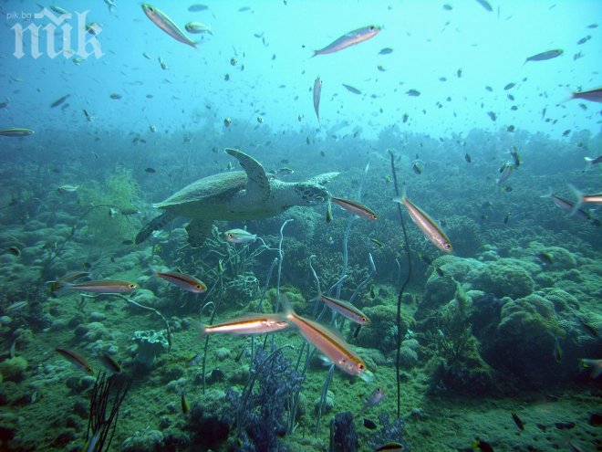 Учени: Екосистемите в моретата са застрашени
