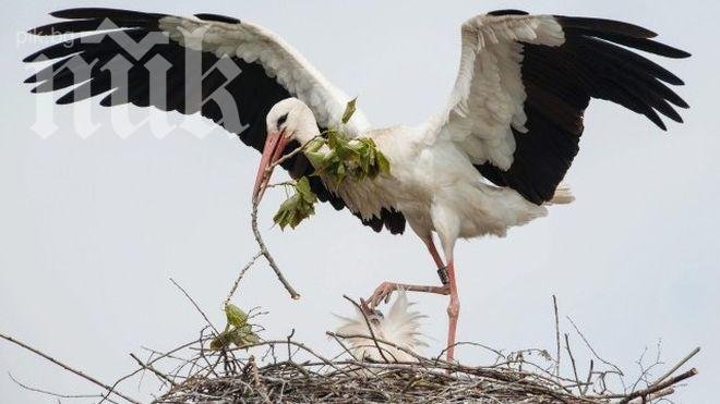 Първият щъркел дойде в България