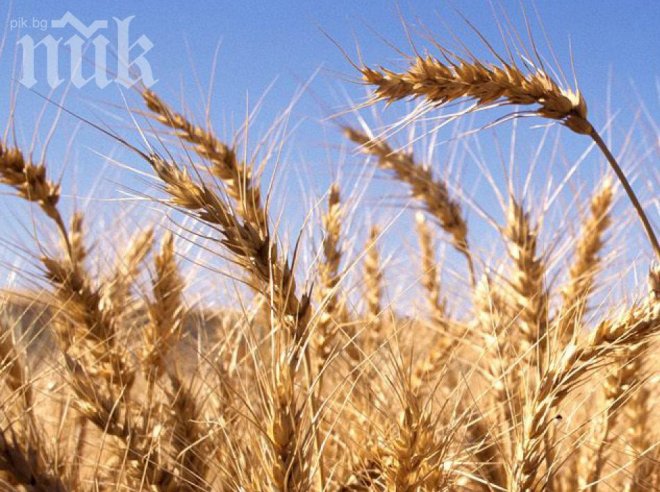 Земеделците очакват по-ниски добиви на зърно, лозарите са оптимисти