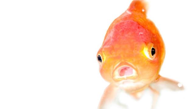 Британец улови златната рибка