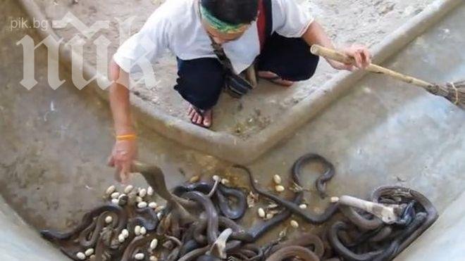 Разтърсващо! Мъж чисти изпражненията на кобри в леговището им (спиращо дъха видео)