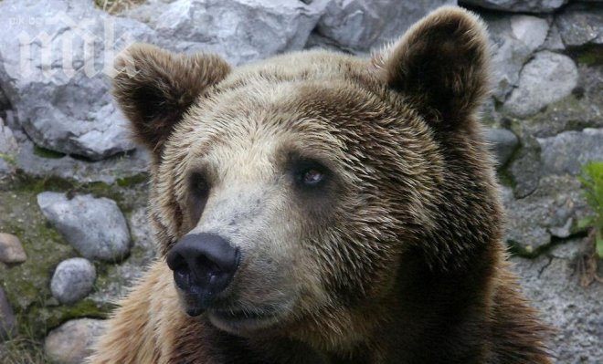 Високите температури събудиха мечките от кюстендилския зоопарк