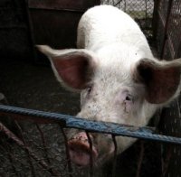 Крадат ракия и прасета преди Коледа