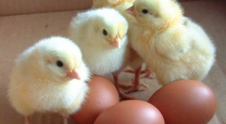 яйцата поскъпват