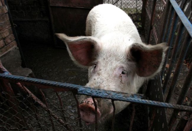 Крадат ракия и прасета преди Коледа