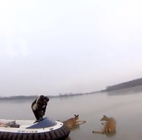 Благородно! Баща и син спасиха елени от замръзнало езеро (видео)