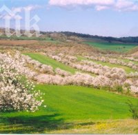 Наглост! Откраднаха 50 овошни дръвчета от бургазлия!