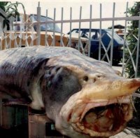 Огромни риби-убийци дебнат в Дунав, изяждат рибари за минута