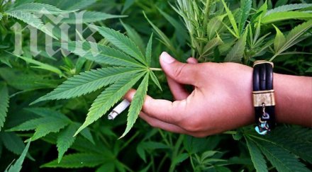 полицията задържа 210 марихуана албания