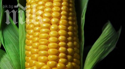 спад цените царевица пшеница