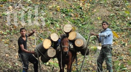 роми изсичат ямболски резерват държавата бездейства