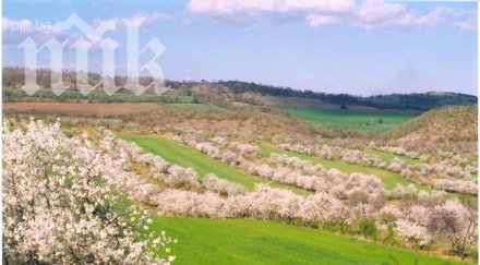 наглост откраднаха овошни дръвчета бургазлия