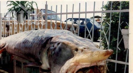 огромни риби убийци дебнат дунав изяждат рибари минута