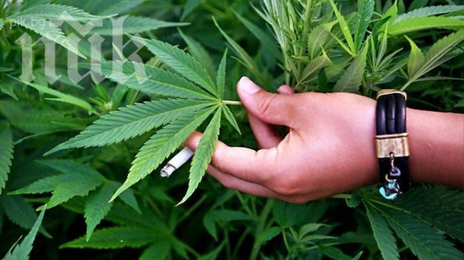 Полицията задържа 210 кг марихуана в Албания