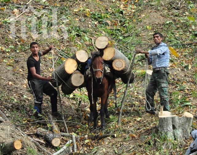 Роми изсичат ямболски резерват, а държавата бездейства