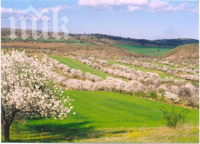 Наглост! Откраднаха 50 овошни дръвчета от бургазлия!