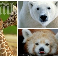 Софийският зоопарк посреща бяла мечка, червена панда и жирафи