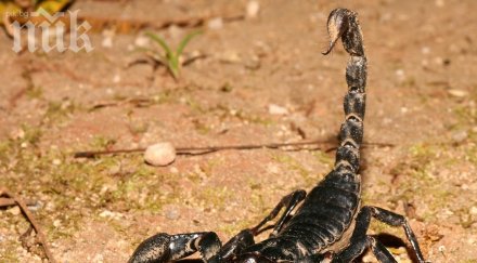 отврат накараха играчите къртицата ядат живи скорпиони ивайла бакалова бориса тютюнджиева добри задачата