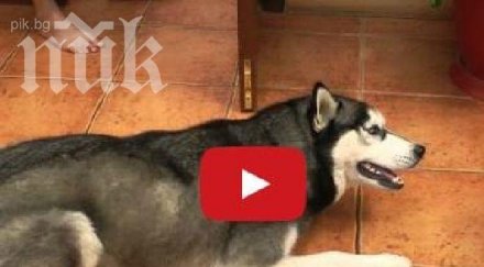 вечният въпрос кучето котката приятели видео