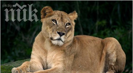 ужас шофьор вози лъв колата дете видео
