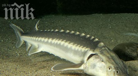 есетрата дунав черно море застрашена изчезване