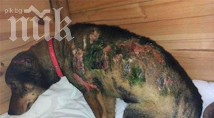 запаленото куче възстановява цяла година