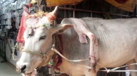 уникум крава крака магическата сила златната рибка снимка