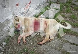 масов гроб кучета откриха харманлийско