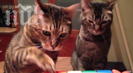 котета правят невероятен дует пиано видео