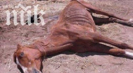 застреляха кон тетевен