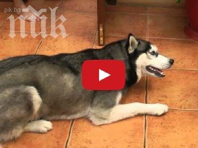 Вечният въпрос! Могат ли кучето и котката да са приятели (видео)