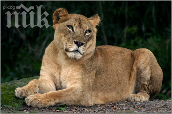 Ужас! Шофьор вози лъв в колата си като малко дете (видео)