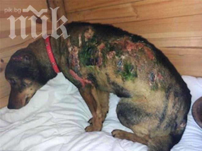 Запаленото куче ще се възстановява цяла година