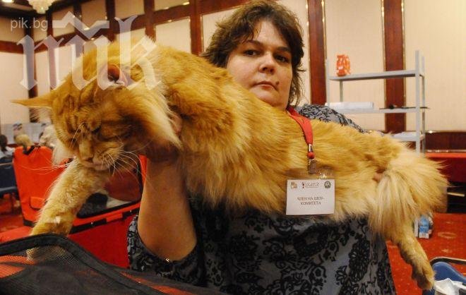 Вижте котката, по-известна като Коткозавър Рекс (видео)