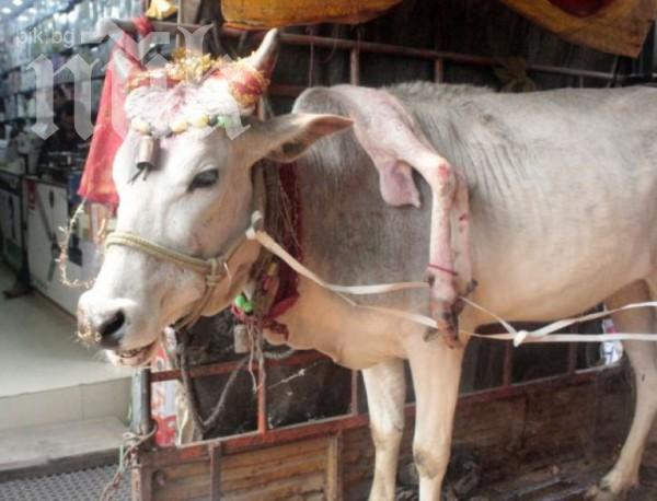 Уникум! Крава с 5 крака с магическата сила на Златната рибка (снимка)
