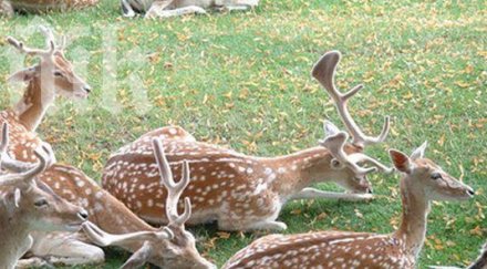 осъдиха условно ловец отстрелял благороден елен