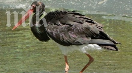 природата лудна черният щъркел долетя месец рано