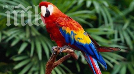 смях папагал издаде полицията пияния собственик