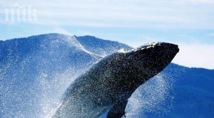 кит зашлеви момиче