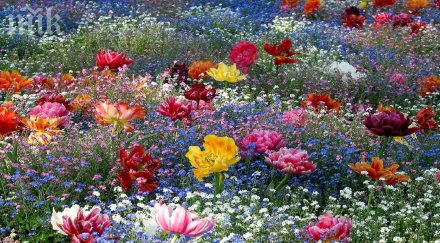 късметлийските цветя зодията носят здраве пазят магии