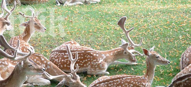 Осъдиха условно ловец, отстрелял благороден елен