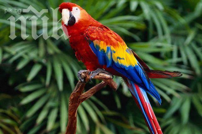 Смях! Папагал издаде на полицията пияния си собственик