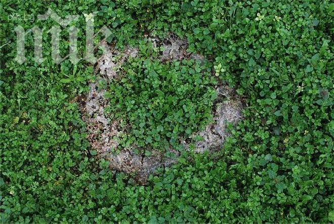 Мистерия! Tайнствени кръгове се появяват по Задушница, родители вярват, че са знак от загиналия им син