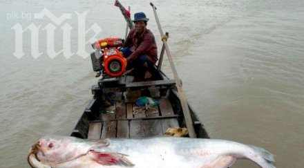 годишен улови килограмов сом